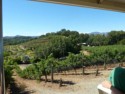 Hillside vineyards